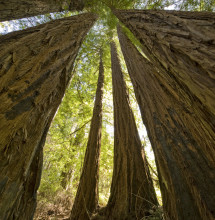 Old growth at Van Kempen