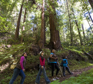 Vote "Yes" on Prop 68 to help preserve the peace and beauty of the redwood forests for future generations to come. Photo by Paolo Vescia