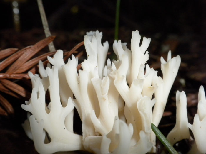coral fungus
