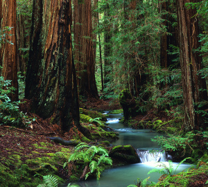 Creek in the redwoods