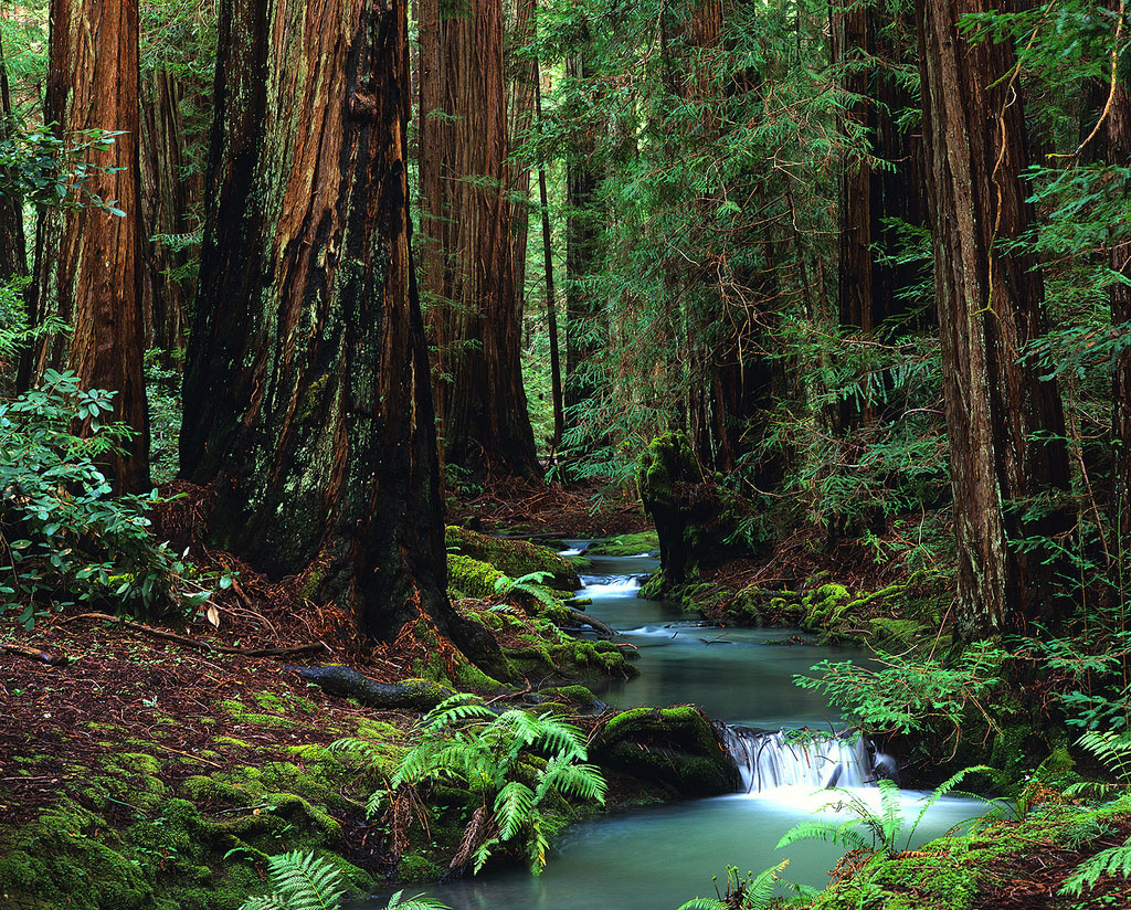 Montgomery Woods photo by Kenneth Susman