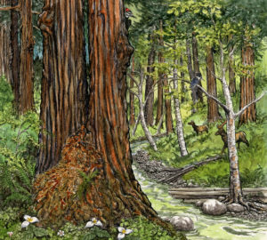 Redwoods Rising illustration 5