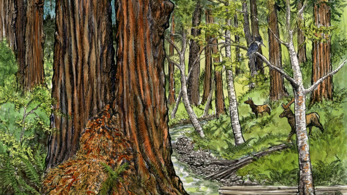 5 drawings show epic forest restoration in Redwood National and State Parks