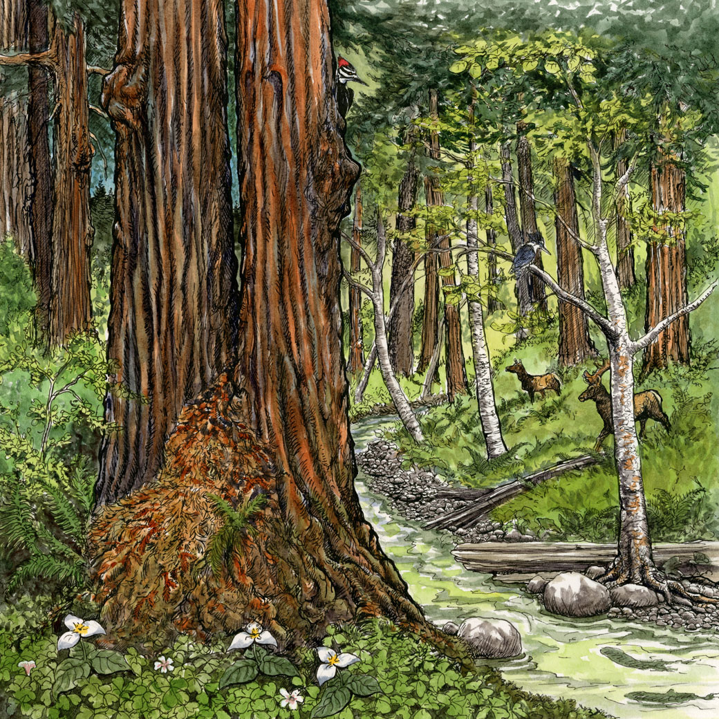 Redwoods Rising illustration 5