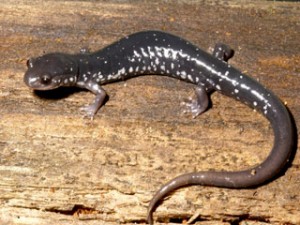 Woodland Salamander. Photo courtesy of the Wikipedia Commons