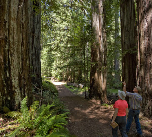 Funding from the Land and Water Conservation Fund would help us protect the pictured Mailliard Ranch and other redwood forests. Photo by Paolo Vescia