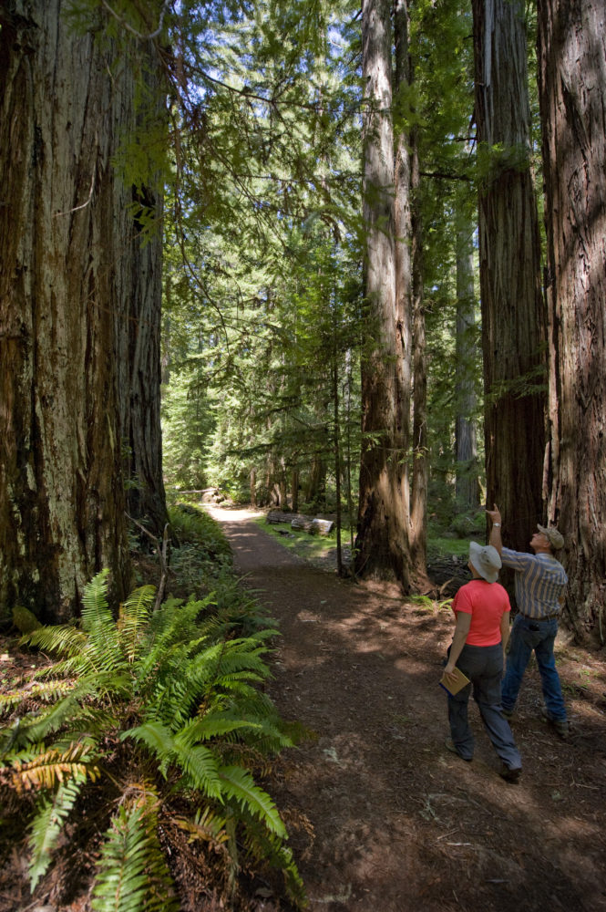 Funding from the Land and Water Conservation Fund would help us protect the pictured Mailliard Ranch and other redwood forests. Photo by Paolo Vescia