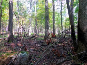 Native Americans typically burned the understory of forests to help manage for food sources such as acorns from tanoaks. Photo by amdougherty, Flickr. 