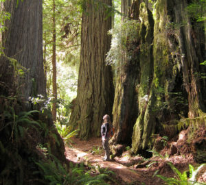 Prairie Creek Redwoods State Park. Photo by Miguel Vieira, Flickr Creative Commons