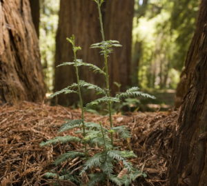 Redwood sprouts on duff, surrounded by larger redwoods