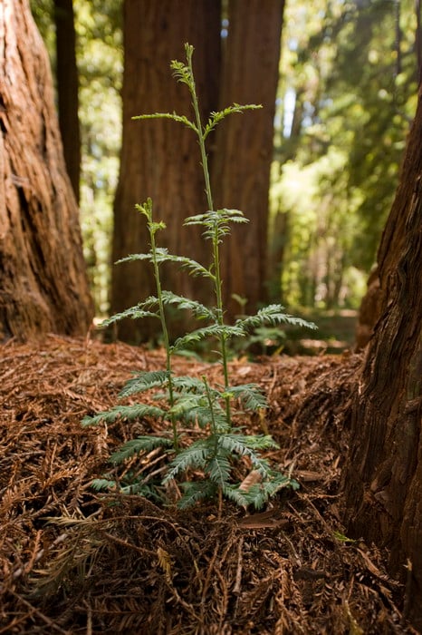 Redwood sprouts on duff, surrounded by larger redwoods