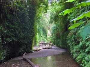 Kids and adults alike will love exploring lush Fern Canyon in Prairie Creek Redwoods State Park. Photo by oskay, Flickr Creative Commons.