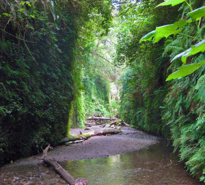 Kids and adults alike will love exploring lush Fern Canyon in Prairie Creek Redwoods State Park. Photo by oskay, Flickr Creative Commons.