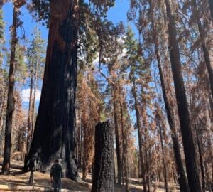 Emergency restoration resumes in a famed giant sequoia grove