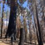 A monarch giant sequoia in Long Meadow Grove with standing dead trees that could act as ladder fuels in a wildfire. Photo: Ben Blom for Save the Redwoods League