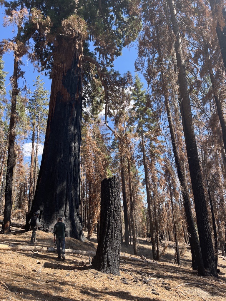 burned giant sequoia monarch surrounded by dead trees.