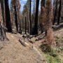 A view of a moderate severity portion of Long Meadow Grove with dense standing dead trees from the Windy Fire. Photo: Ben Blom for Save the Redwoods League