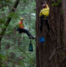 RCCI researchers ascend into the Muir Woods canopy