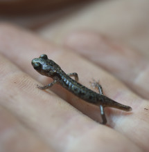 Arboreal salamander