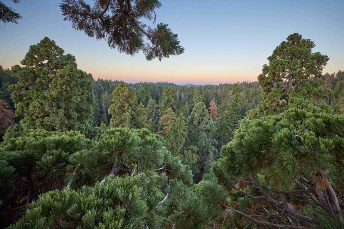 A treetop view looking across a grove of towering green giant sequoias.