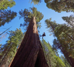 Forest Canopy Ecologist Wendy Baxter descends from an old-growth giant sequoia tree. Photo by Anthony Ambrose, Ancient Forest Society