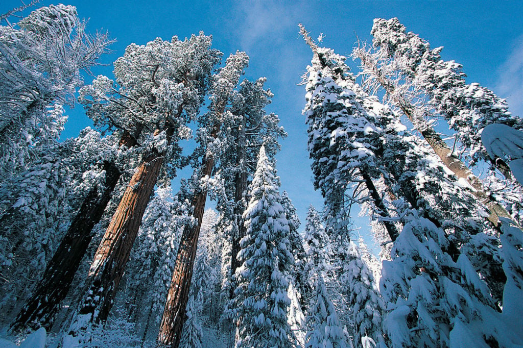 sequoias covered in snow