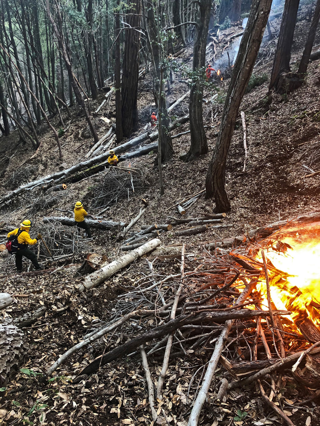 Prescribed fire in action