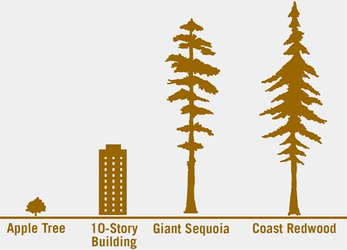 Coast Redwood Height Comparison showing an apple tree, a 10-story Building, a Giant Sequoia and a Coast Redwood. (smallest to largest)