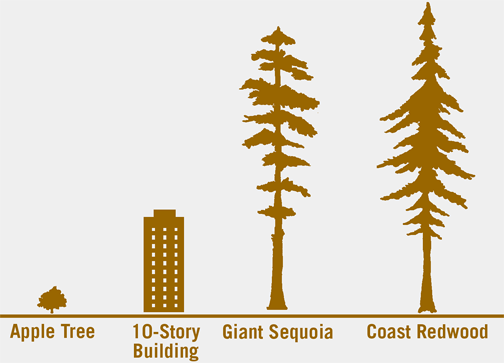 Et kors Jobtilbud Ønske Coast Redwoods - Save the Redwoods League