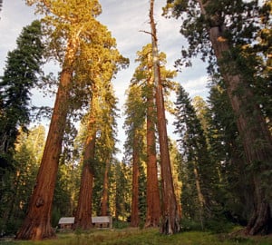 Mariposa Grove in Yosemite National Park. Photo by Allie_Caufield, Flickr Creative Commons