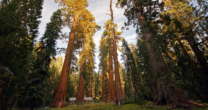 AboutRed_Giant_large_mariposaGrove_yosemite_Allie_CaufieldFCC.jpg