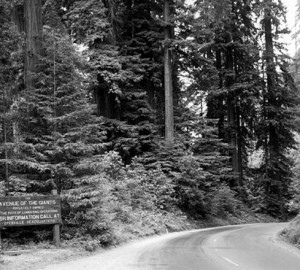 Avenue of the Giants.