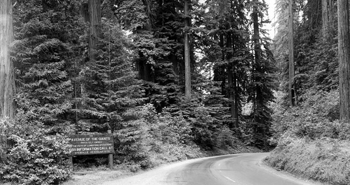 Avenue of the Giants.