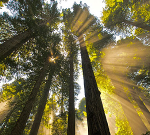 Coast redwoods grow naturally today only in a narrow 450-mile strip along the Pacific coast from central California to southern Oregon. Photo by Jon Parmentier