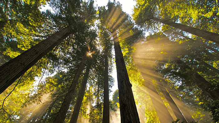 Coast redwoods. Photo by Jon Parmentier