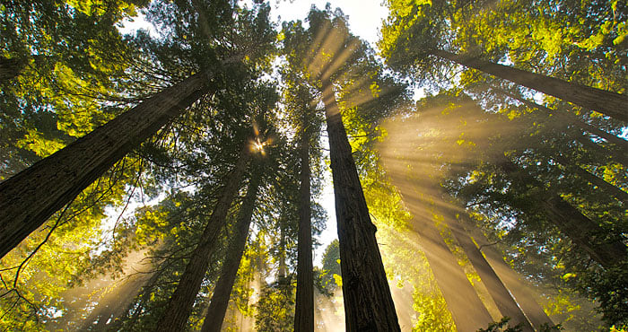 Coast redwoods grow naturally today only in a narrow 450-mile strip along the Pacific coast from central California to southern Oregon. Photo by Jon Parmentier