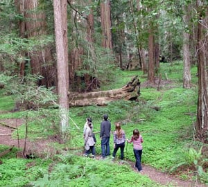 Since 1918, Save the Redwoods League has safeguarded special places, including the pictured Montgomery Woods State Natural Reserve.