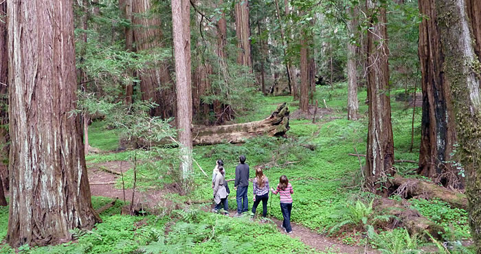 Since 1918, Save the Redwoods League has safeguarded special places, including the pictured Montgomery Woods State Natural Reserve.