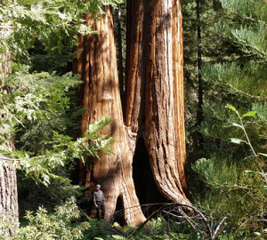 Our recent purchase of land helps protect the surrounding Giant Sequoia National Monument (pictured), home of some of the Earth's largest trees.