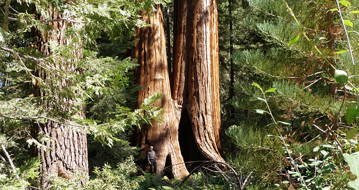 Our recent purchase of land helps protect the surrounding Giant Sequoia National Monument (pictured), home of some of the Earth's largest trees.