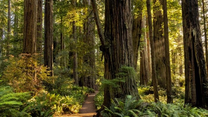 Lady Bird Johnson Grove