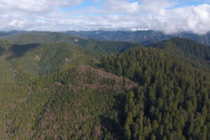 Redwood National and State Parks is home to 45 percent of the world’s remaining protected old-growth redwoods. Surrounding these ancient stands are thousands of acres that were severely impacted by decades of commercial logging. Photo credit: Eco-Ascension Research and Consulting