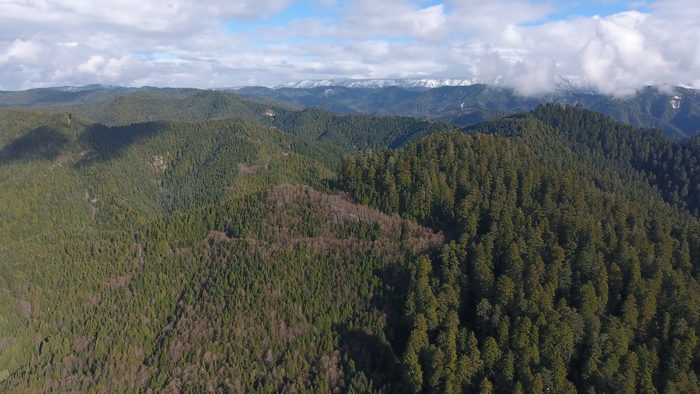 Aerial of Old- and Second-growth