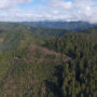 Redwood National and State Parks is home to 45 percent of the world’s remaining protected old-growth redwoods. Surrounding these ancient stands are thousands of acres that were severely impacted by decades of commercial logging. Photo credit: Eco-Ascension Research and Consulting