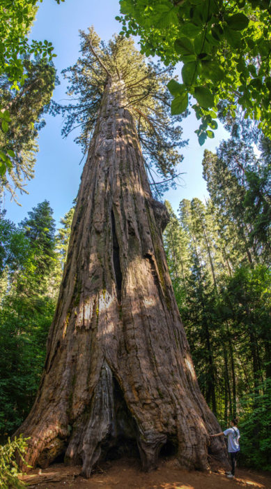 The largest giant sequoia in Calaveras Big Trees State Park