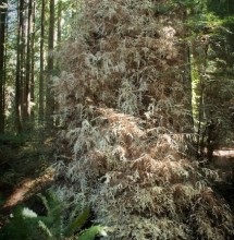 Albino redwood