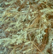 Albino redwood leaves