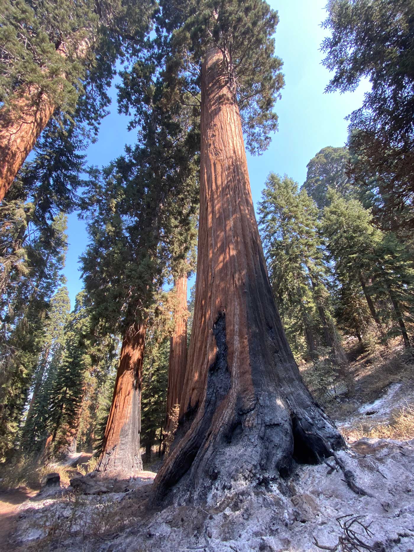 A burn scar running up the side of a still-living giant sequoia.