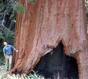 Sam Hodder with one of the giant sequoia at Alder Creek.