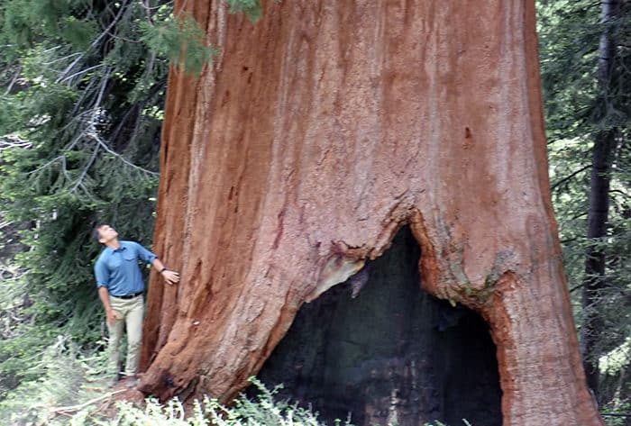 Sam Hodder with one of the giant sequoia at Alder Creek.